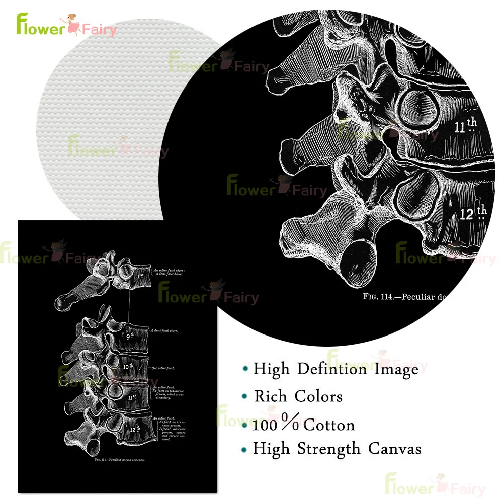X-Ray Medical Model Spine Osteology Hand Bones Poster Wall Art Canvas Painting Home Decor Wall Pictures For Living Room Unframed