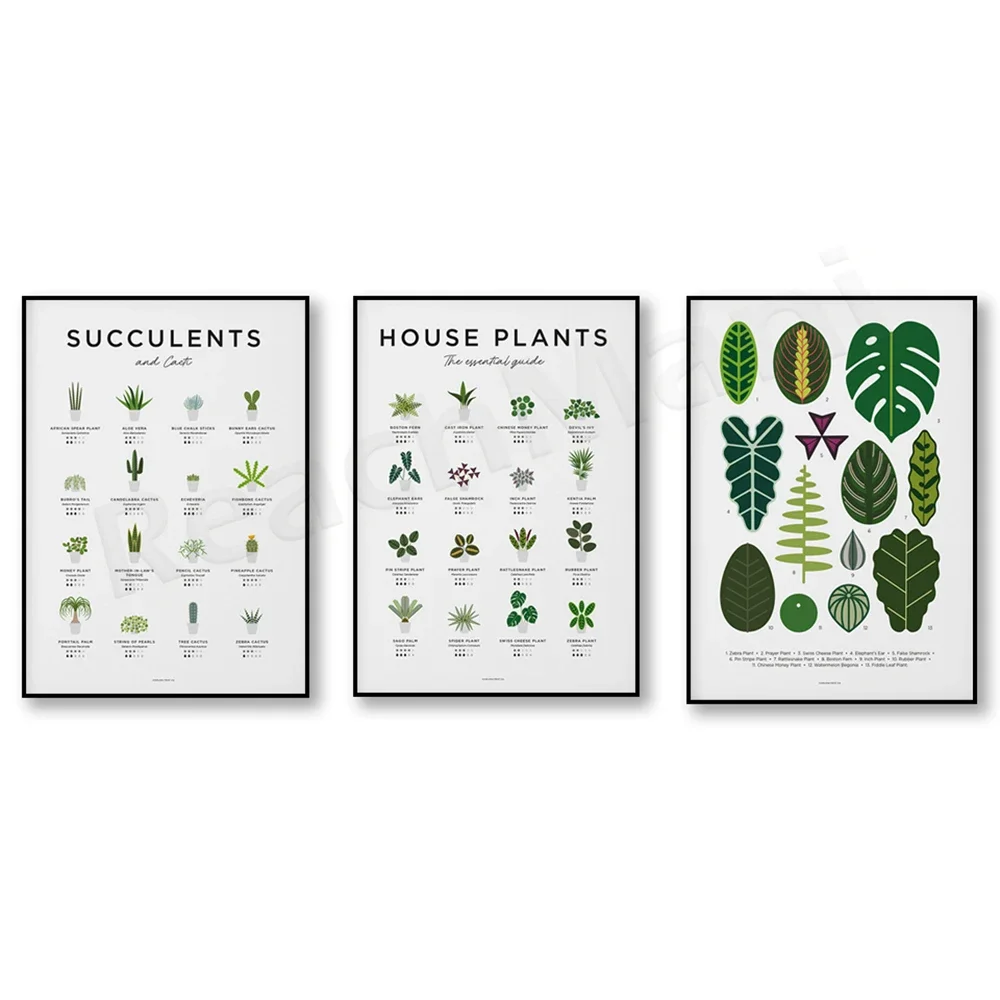Monstera deliciosa y piezas de arte de plantas suculentas, cactus, impresiones de hojas tropicales, ilustraciones de plantas de interior, carteles decorativos.