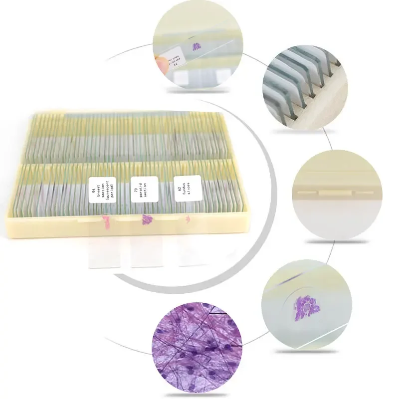 

100PCS Human Tissue Sections Histology Prepared Specimen Microscope Slides Human Normal Tissue Embryo Chromosomes