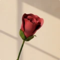 Wine Red-20CM