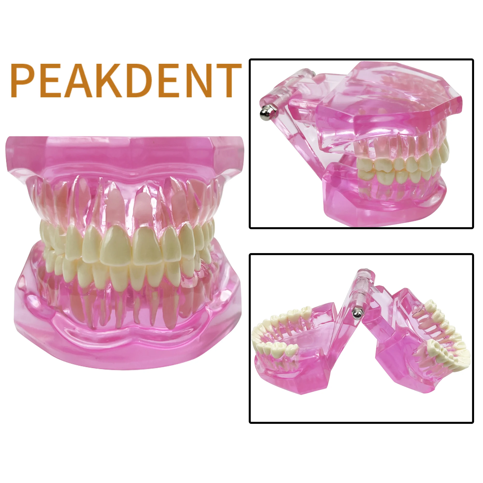 Standard 28Teeth Teaching Model Dental Tooth Model Studying Demonstration Dentist Dental Education And Training Demonstrations