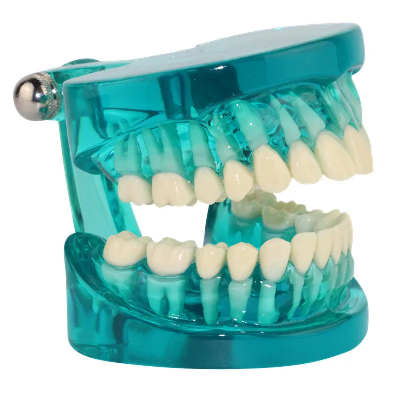 

Transparent tooth root model, adult standard dental arch model
