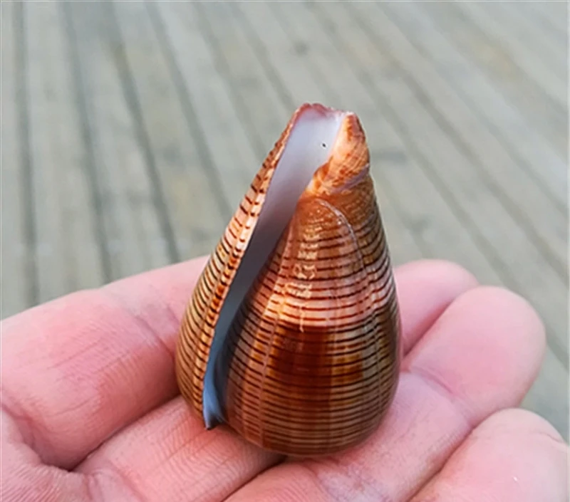 Dendroconus figulinus, black thread taro snail aquarium fish tank landscaping decoration window design rare specimen snail