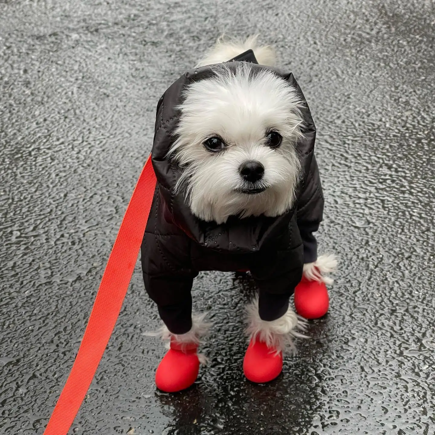 4pcs/Set Dog Rain Boots Waterproof Dog Rain Shoes Fleece Lined Adjustable Rubber Pet Snow Boots for Small Medium Dogs Anti-Slip