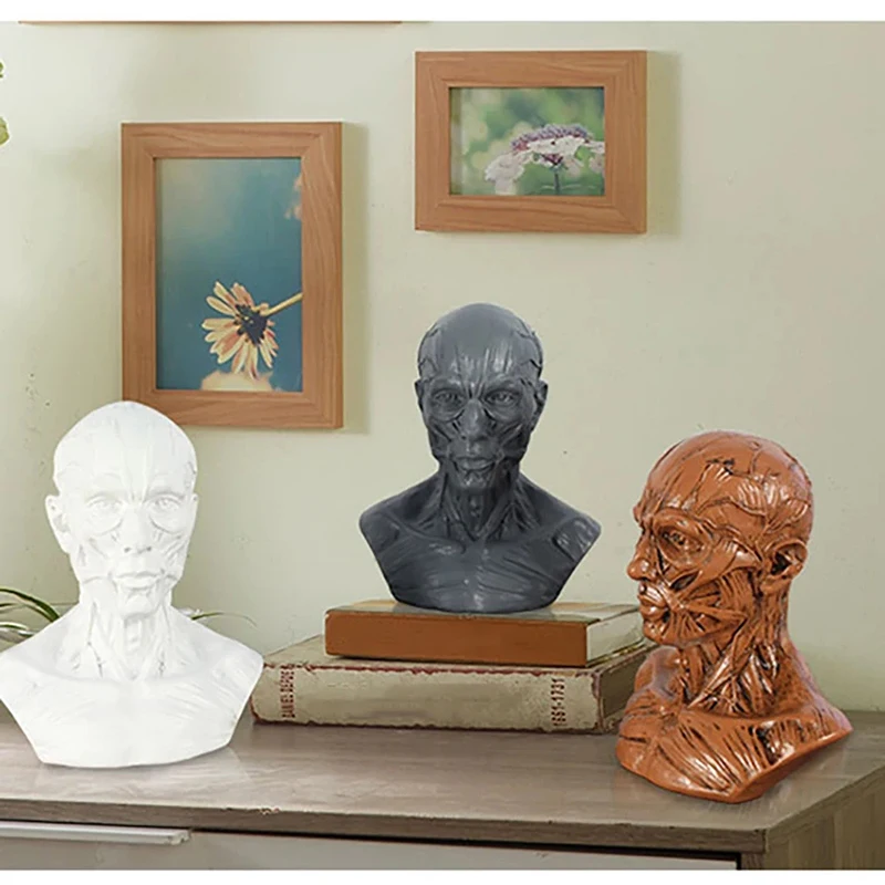 Human Head Muscle Carving Model fake People Head Model Still Life Painting Reference Model for Drawing Art Teaching Display