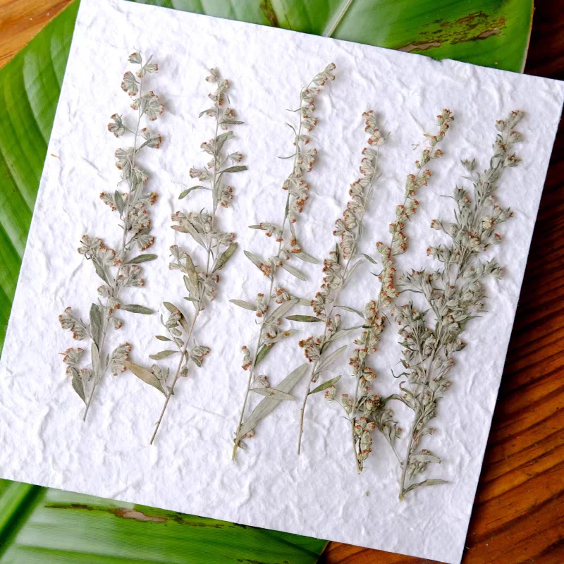 50pcs Pressed Dried Artemisia argyi Flower Resin Epoxy Jewelry Card Bookmark Frame Phone Case Makeup Lamp Sticker Decorate