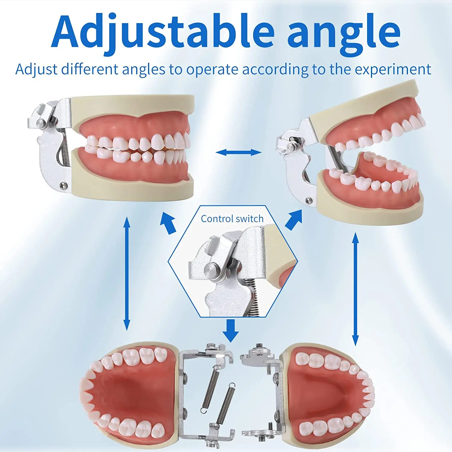 32 Typodont Teeth Model - Removable Tooth Teach Practice Model Teaching Study Typodont Demonstration Model Come