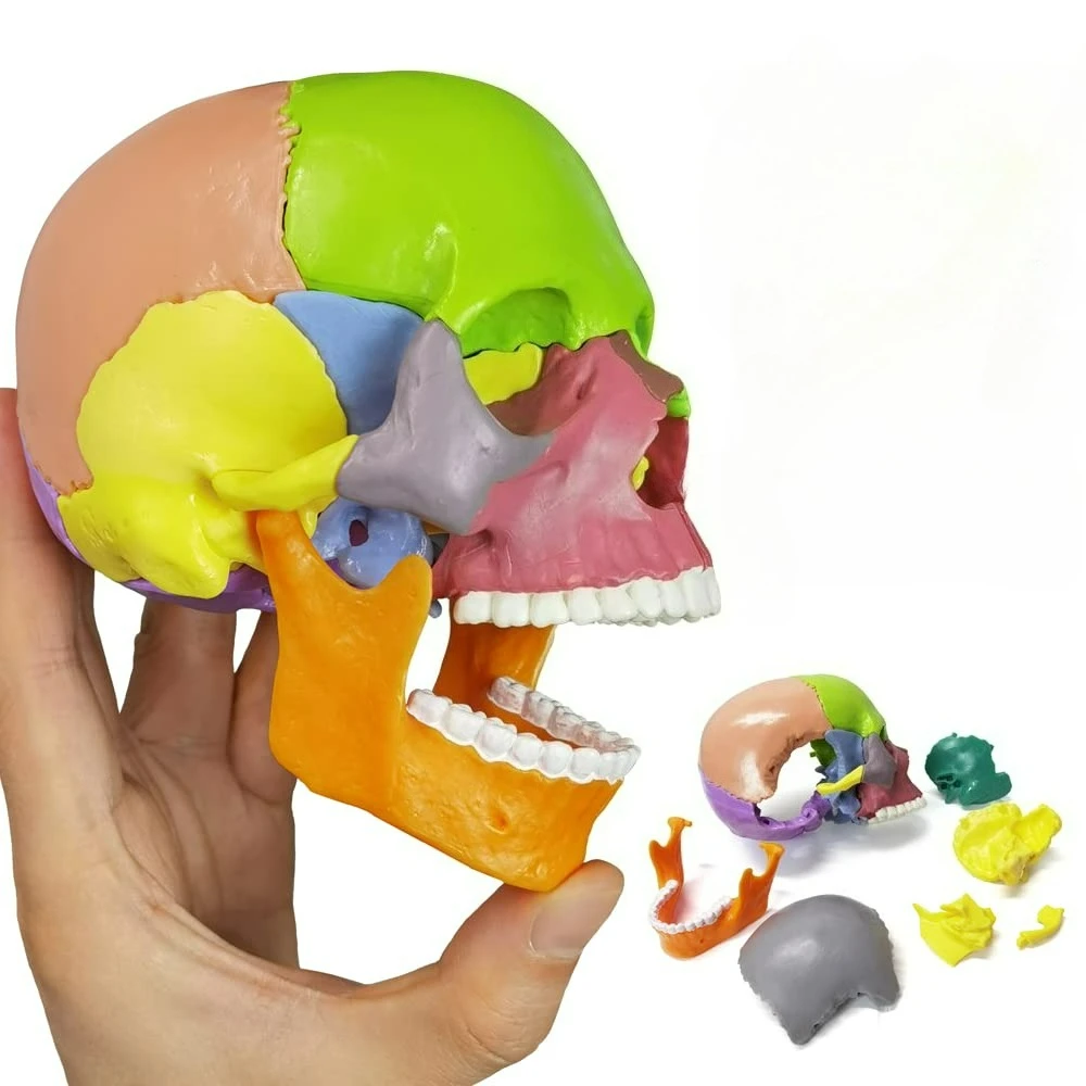 15pcs  Puzzle Anatomy Skull Model Color Teaching Brain Model Teaching and Teaching Manual
