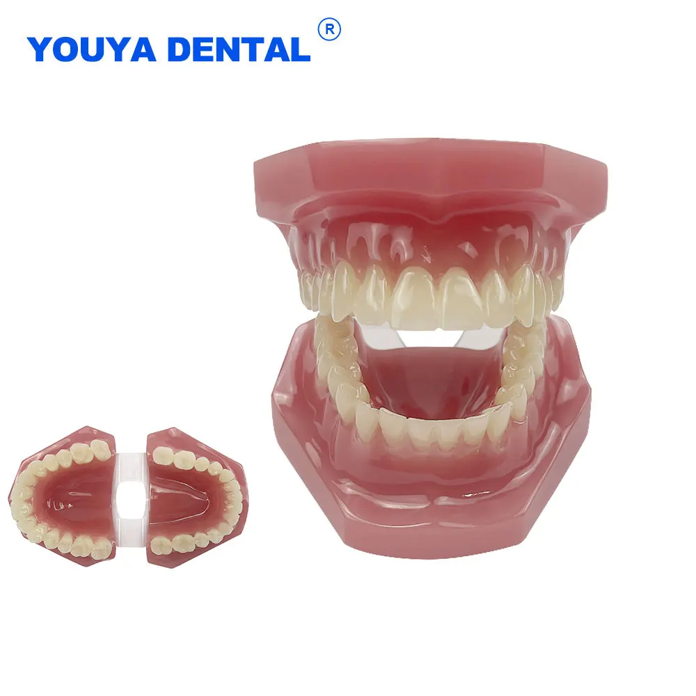 

Dental Standard Teeth Model Teaching Resin Study 28 Tooth Typodont Model for Dentist Student Training Education Demonstration