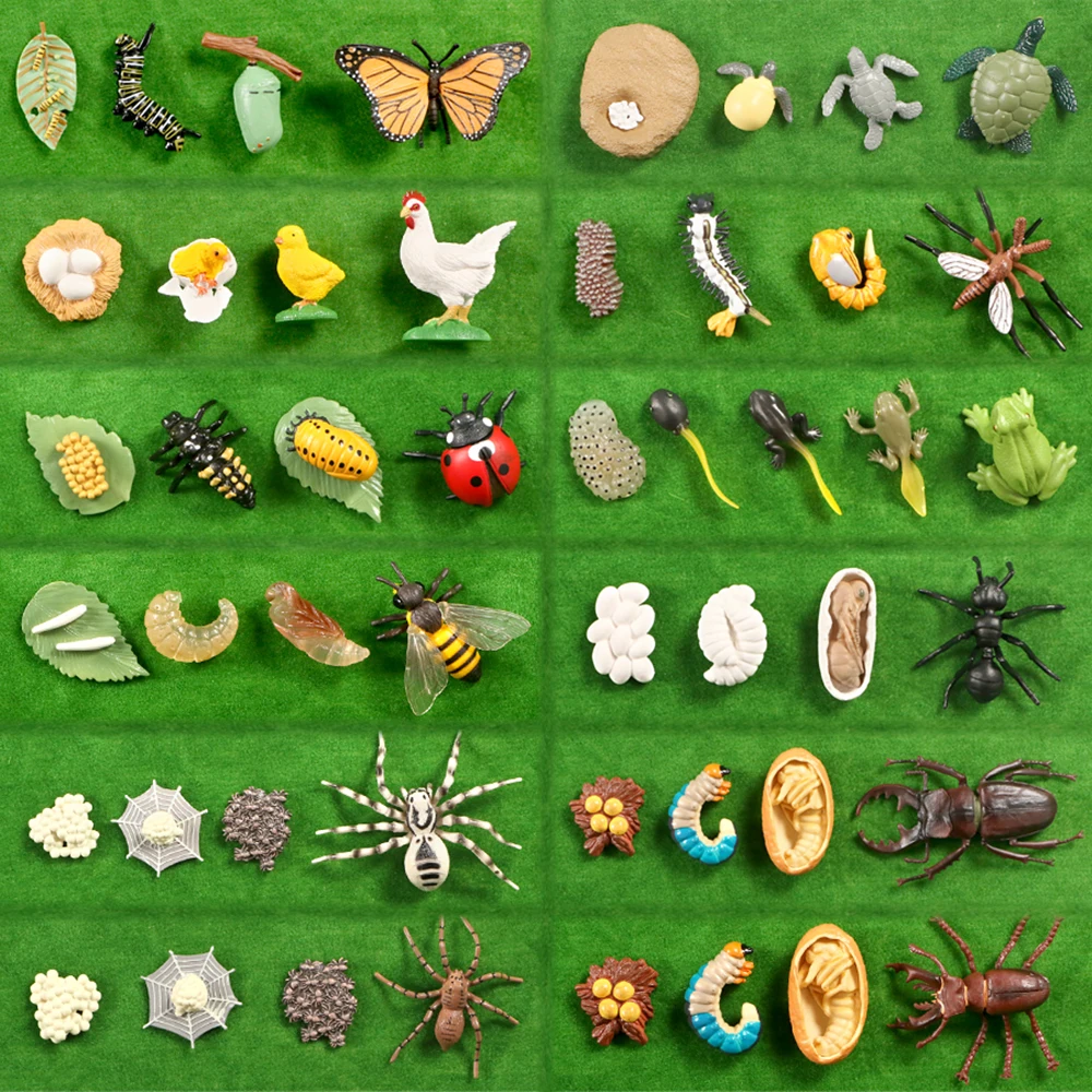 Simulation Animals Growth Cycle Butterfly Ladybug Chicken Dragonfly Frog Life Cycle Figurine Model Early Education Kids