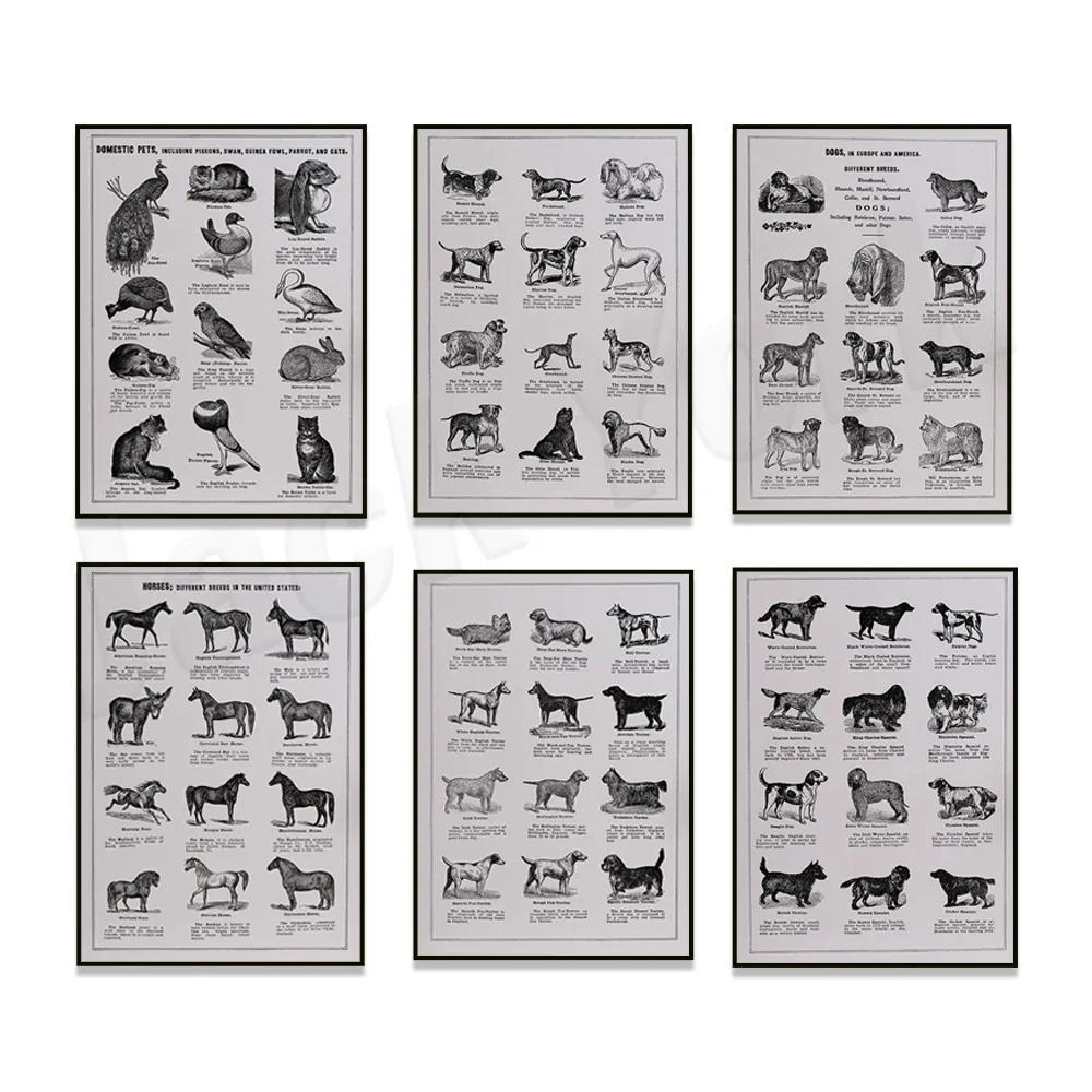 American different breeds of horses, dog breeds, domestic pets, swans, guinea pigs, pigeons, rabbits, guinea fowl, animal poster
