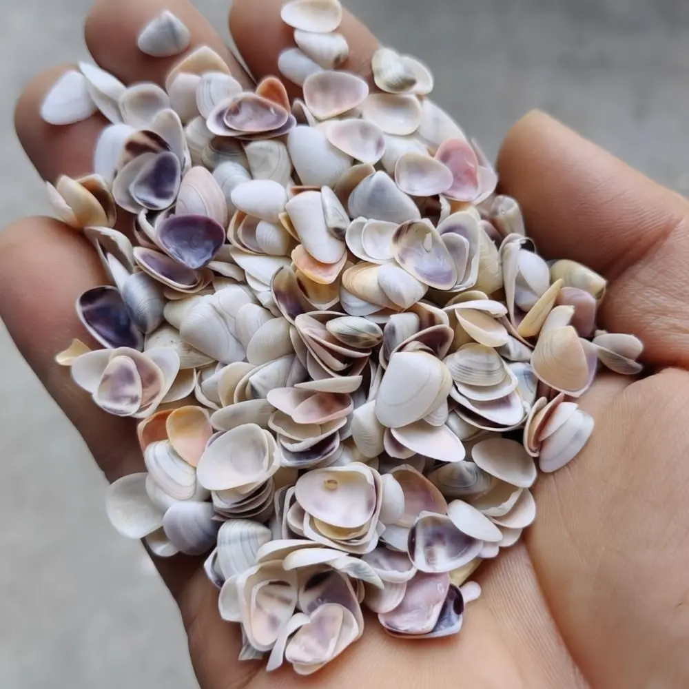 Natural Seashells Starfish Collection Fish Tank Landscape Ornament Hermit Crab Shells Crafting Material Art DIY Tool
