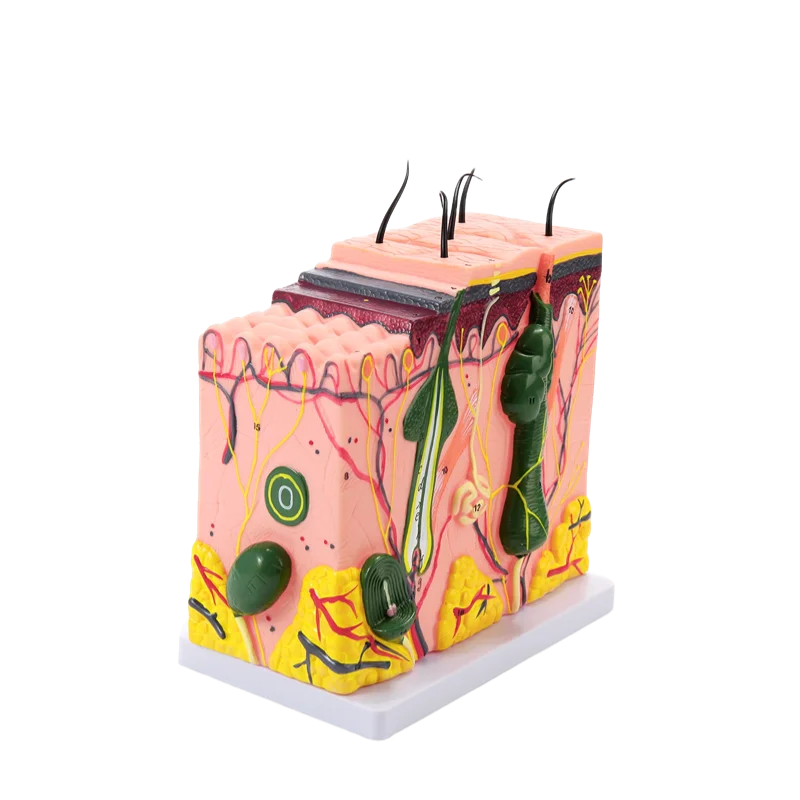 Human Anatomical Skin Subcutaneous Tissue Dissection Model Medical School Model Anatomy Biology Medical Teaching Aids