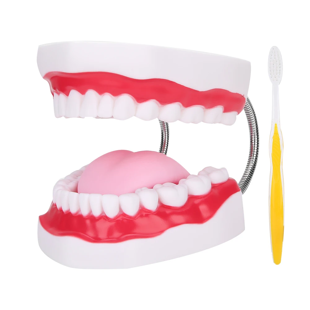 Dental Teeth Model Demonstration Teaching Teeth Model for Hospital Kindergarten