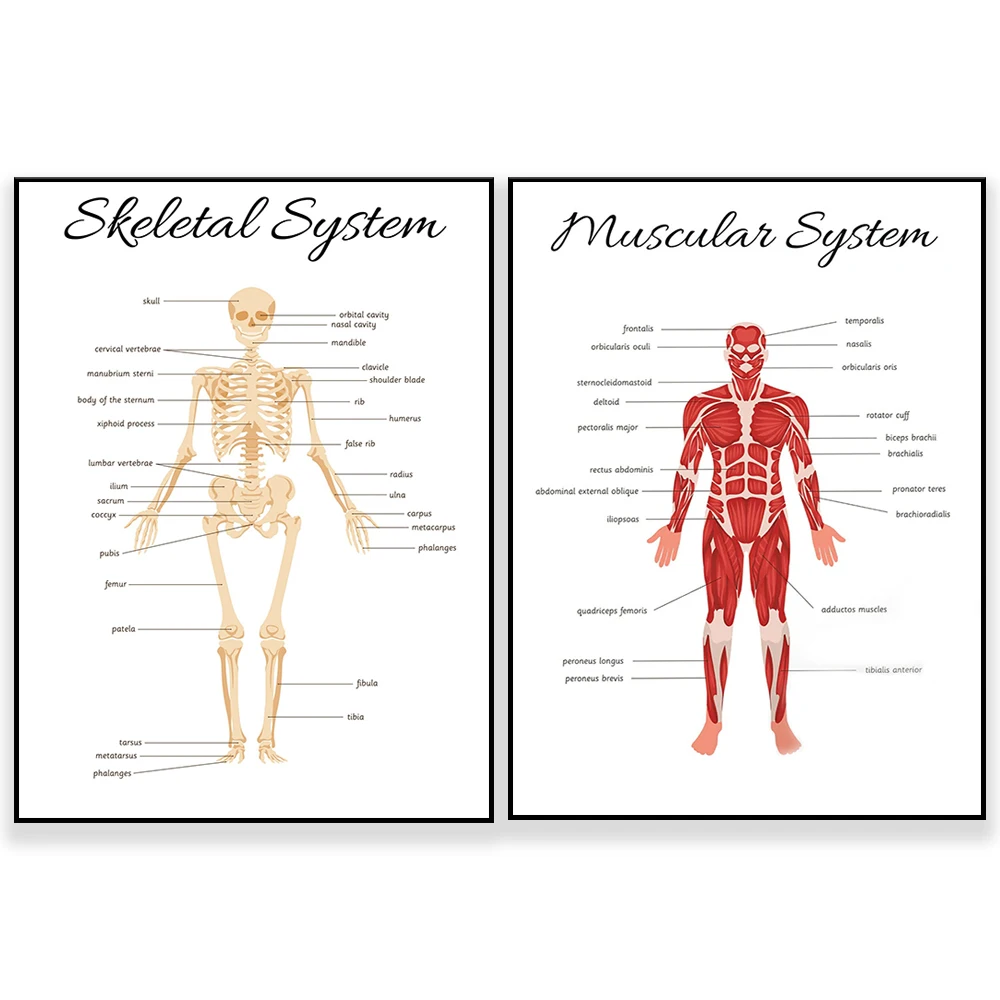 SKELETAL SYSTEM •   Educational Homeschooling Learning Poster Kids Nursery Room preschool Toys