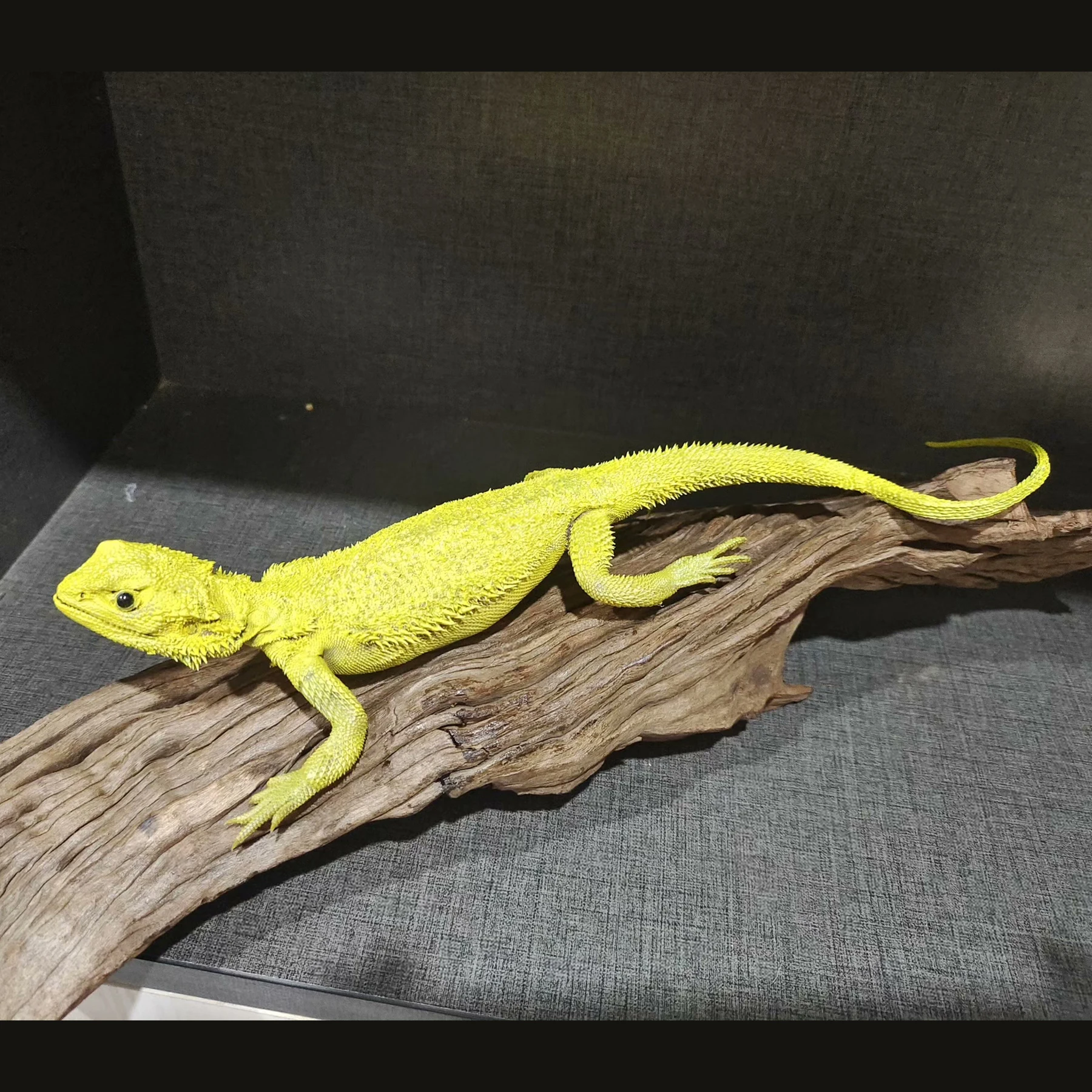 2056 Boutique Artificial Bearded Dragon Lizard Model on Faux Wood Stand Resin Taxidermy Style Home Decor Ornament Handmade Gift