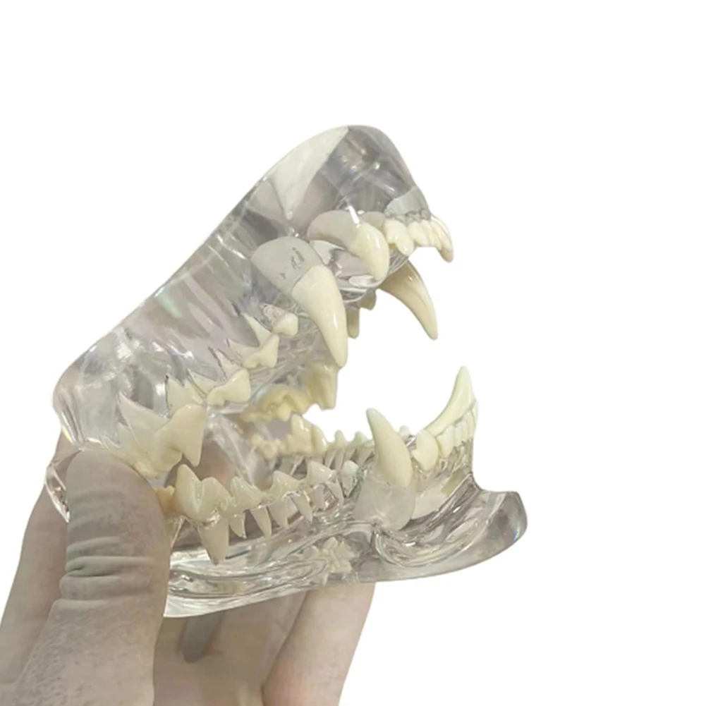 Transparent Canine Teeth Anatomical Model Dental Animals Oral Tooth Jaw for Veterinary Educational Tool (Dog)