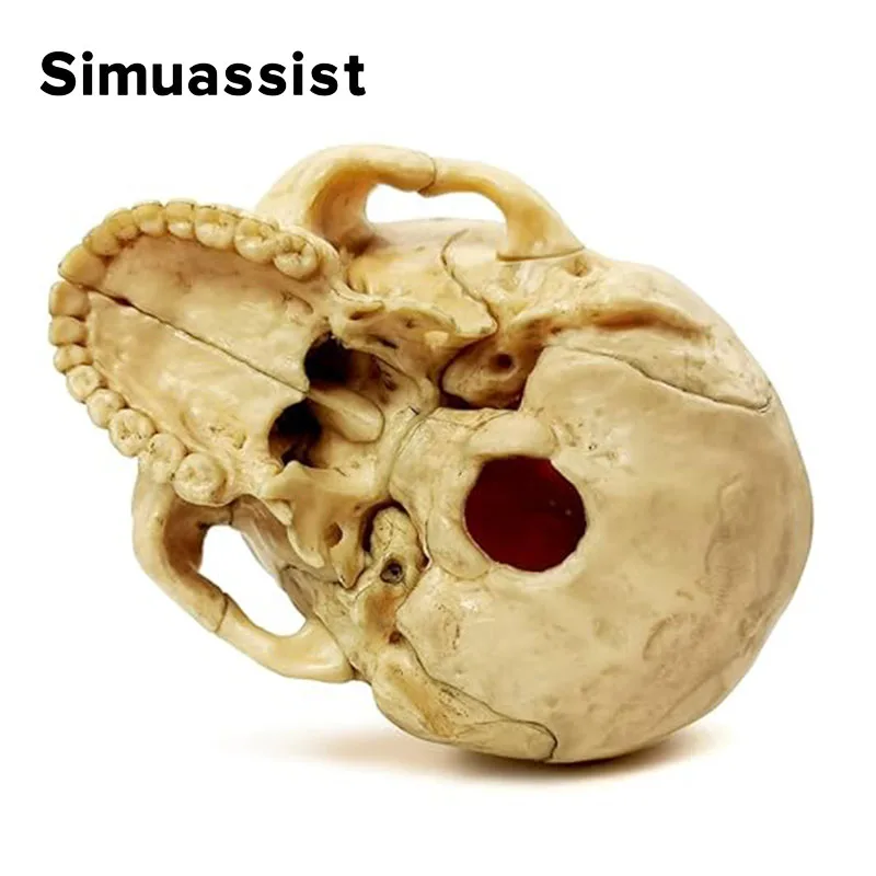 15 PÇS/SET Anatomia Modelo de Crânio Explodido 4D Desmontado Modelo de Crânio Clássico Destacável Ferramenta de Ensino Médico