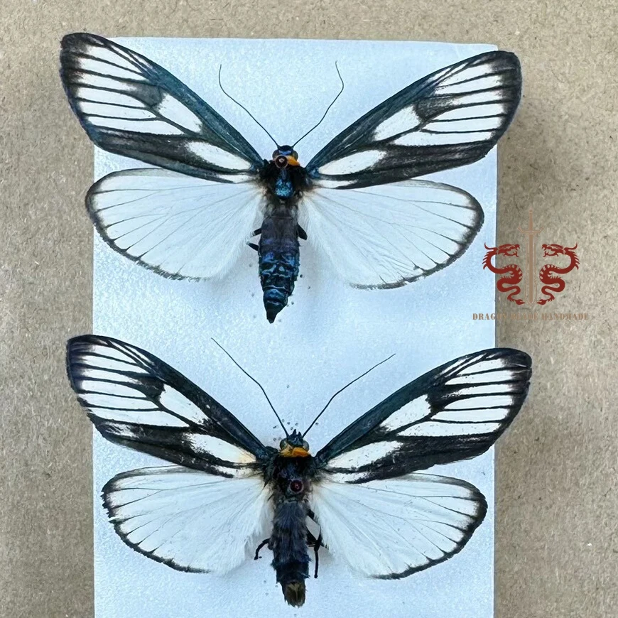Moth specimen Macrobrochis prasena, 1pc wings spread A1/A- high quality, Decorative Display Collection Gifts