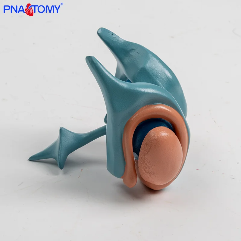

Brain Base Nucleus Ventricle Casting Thalamus Central Nervous System Amygdala Anatomical Model