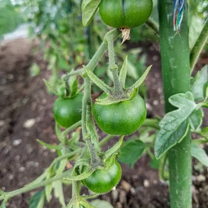 أفضل 10 مبيعات لتسلق الأشجار - رقم 7