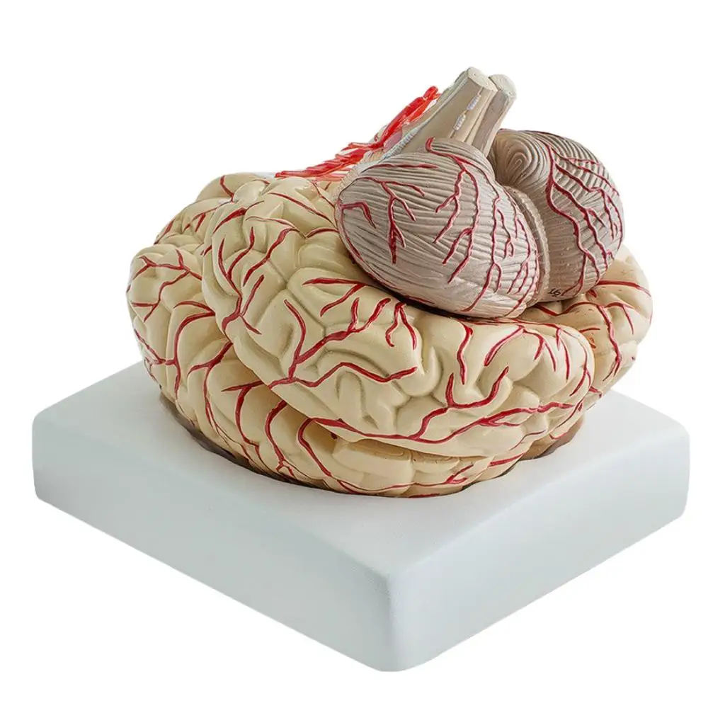 

Human Anatomical Brain Epiphysis Dissection Medical Organ Teach Model