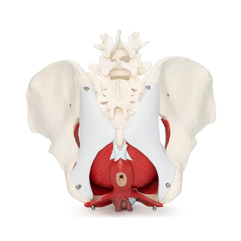 Female Pelvis Anatomy Model 6