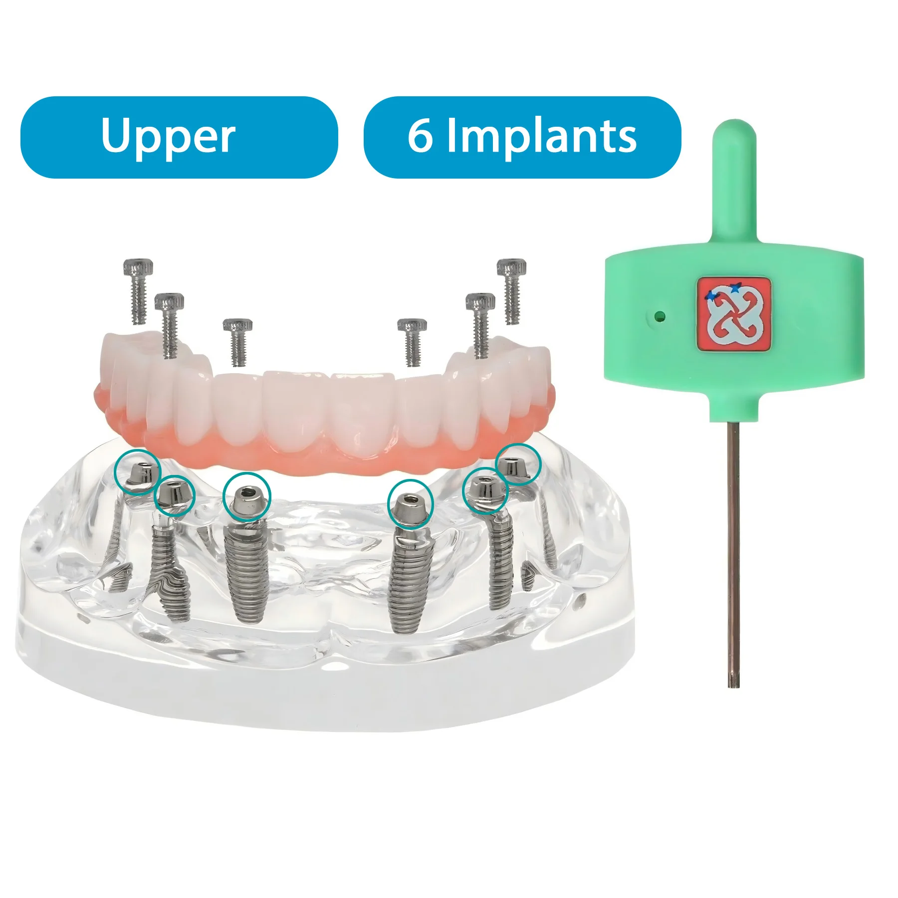 Upper Jaw 6 Implants Teeth Model Clear Acrylic Base All on 6 Dental Implant Restoration Training Model