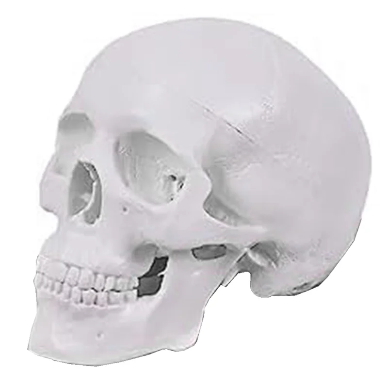 BOFF- Mini Human Skull Model, 3 Parts Anatomical Skull Model with Removable Skull Cap and Articulated Mandible