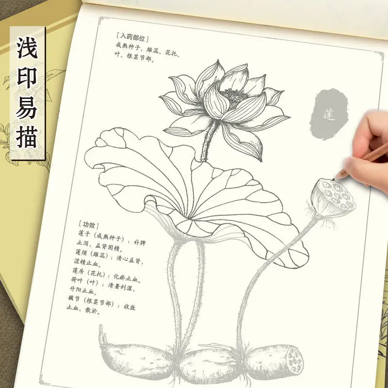 Chinese Painting Line Drawing Herbal Medicine Coloring Understanding Learning hHerbs And Plants Primer Book