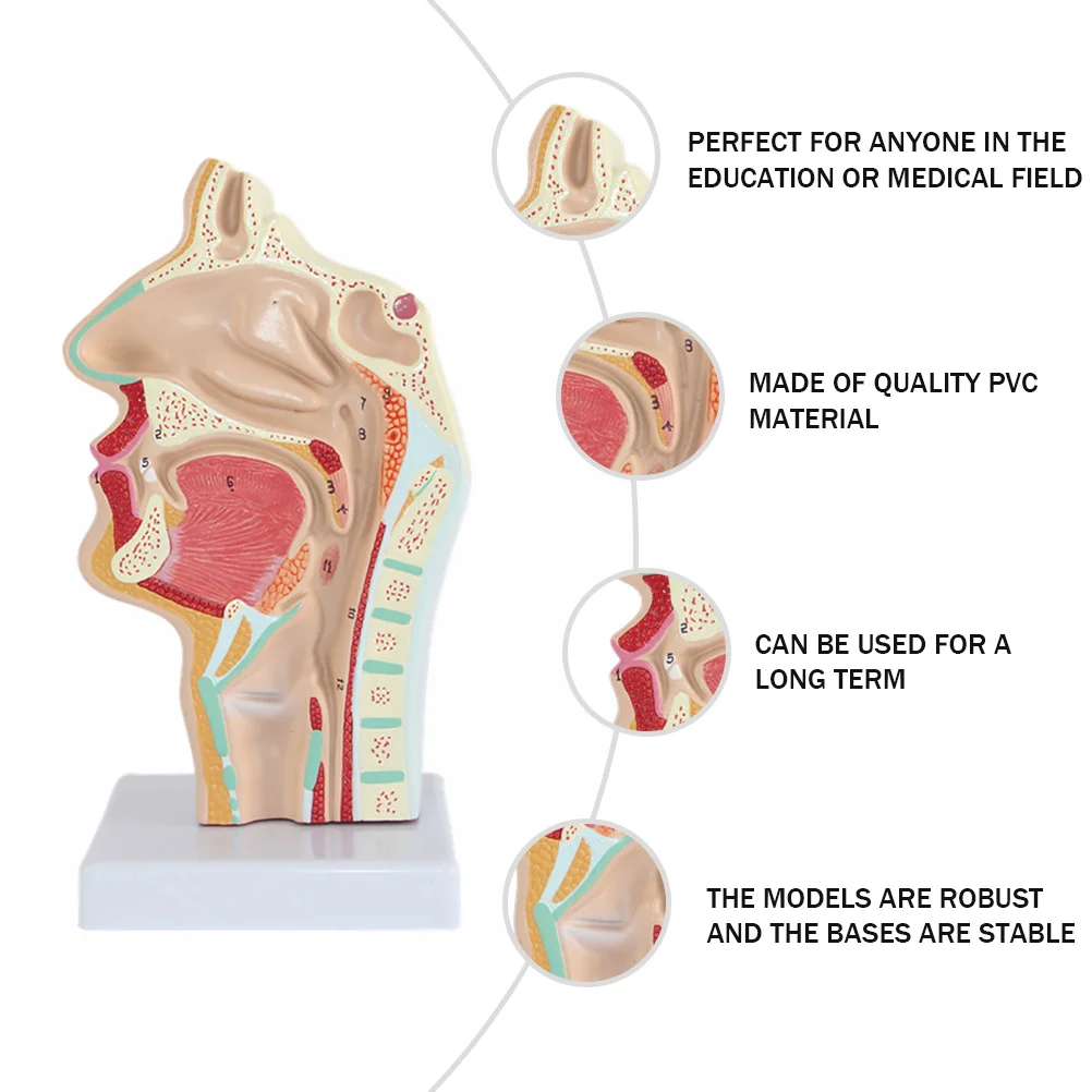 Cavità nasale umana Strumento modello di gola del naso orale Forniture educative scientifiche Medici Ornamenti per ufficio Anatomico colorato