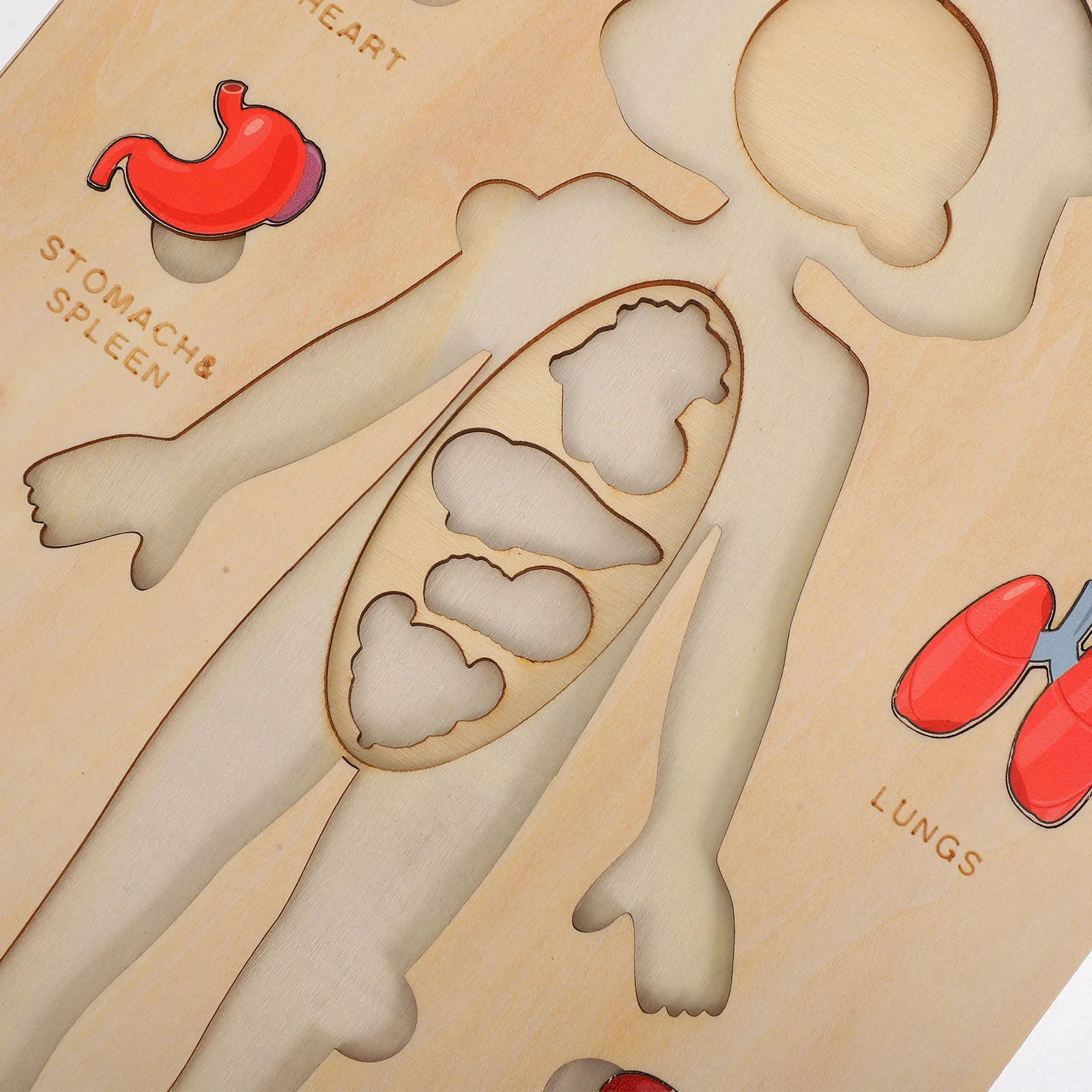 Human Body Puzzle Organs Recognition Toy Puzzles Three-dimensional Wooden Early Learning