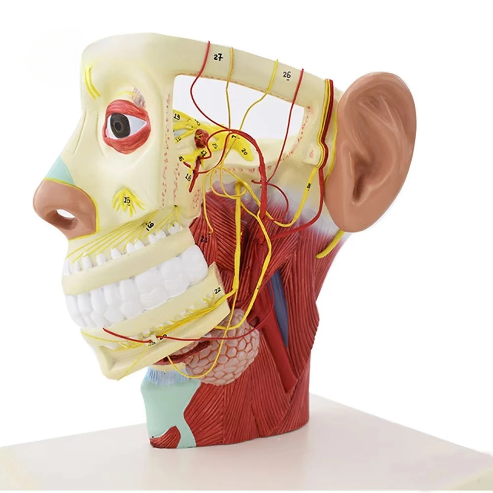 

Anatomical model of human head and neck nerves with muscles, arteries, and nerves for medical education and clinical training