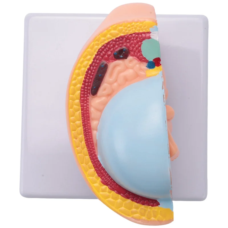 

2X человеческая беременность, развитие плода, 9-й месяц, эмбриональная модель таза, плод, плод, анатомия беременности, модель плаценты