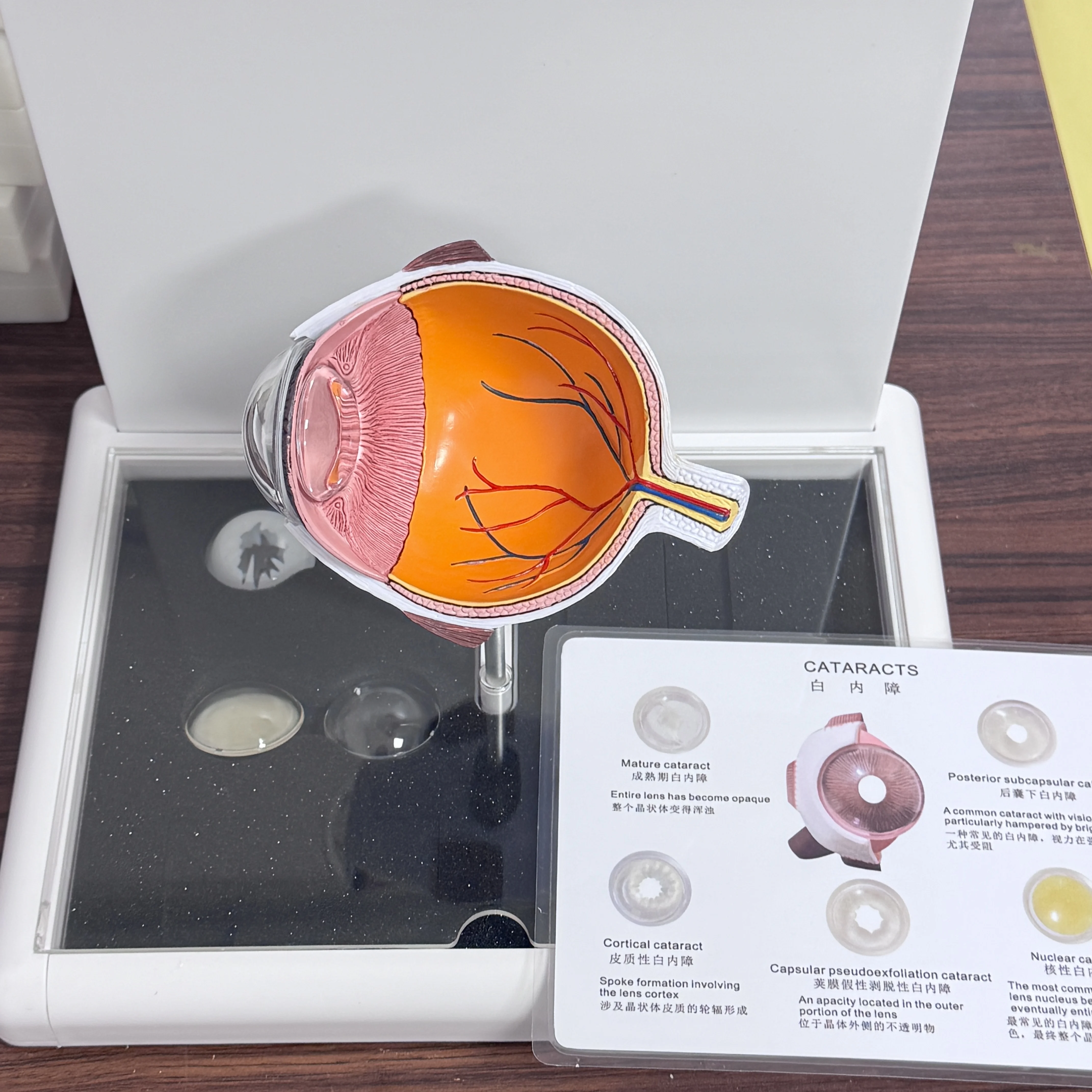 医療教育モデル,PVC,アイキャタクトの解剖学,人体科学