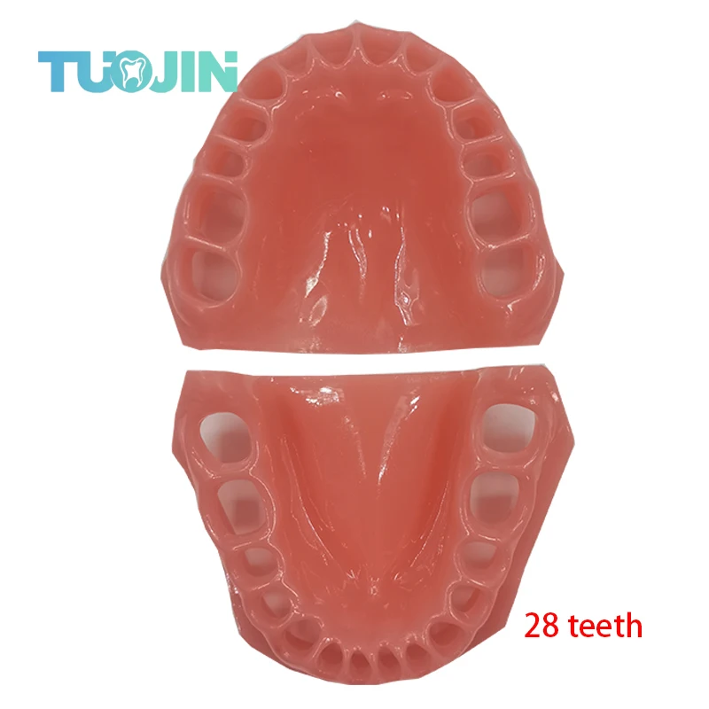 32 symulacja stomatologiczna głowa Model stomatologia Model zęba stomatologia Phantom endodontyka żywica zęby akcesoria dydaktyczne miękkie dziąsła