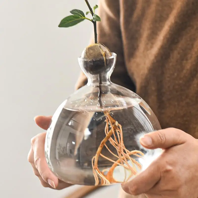 Avocado Tree Growing Kit Elegant Tree Growing Vase Stylish Glass Plant Pot Unique Glass Vases Clear Versatile Design For Indoor