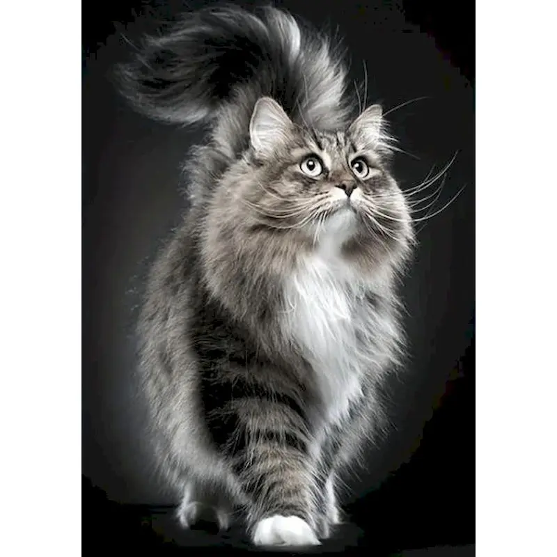 

GATYZTORY Coloring By Number Forest Cat Frame Acrylic Paint Painting By Numbers HandPainted On Canvas Home Decoration Gift