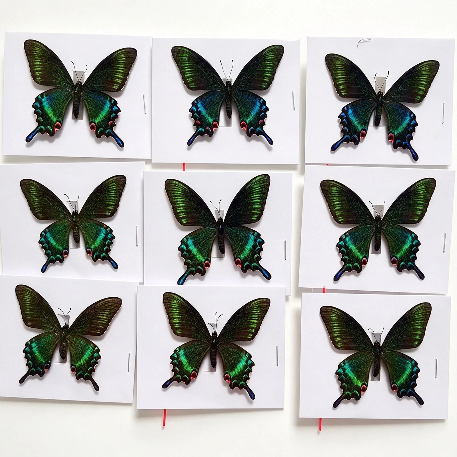 10/20 Pcs Real Alpine Black Swallowtail Green Jade Butterfly Specimens Preserved Papilio Maackii Taxidermy DIY Materials Gift