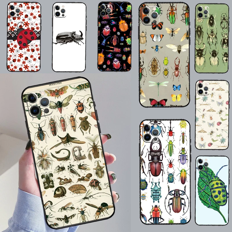 Beetles Insects For… - image