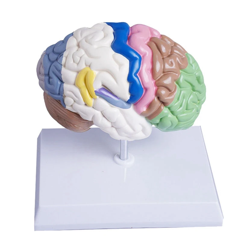 Human Half Brain Anatomy Model Life Size Anatomical,Brain Model  Tool Teaching Use,Cerebral Artery Model