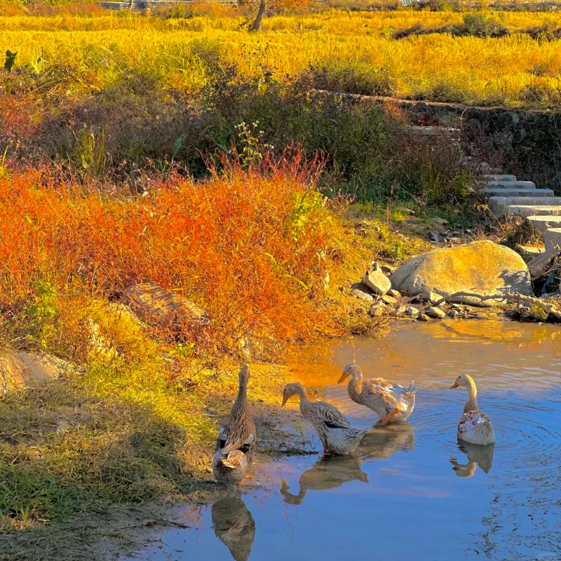 

JX RC Servo PDI-6113MG Цифровой сервопривод без сердечника — крутящий момент 13,8 кг при 6 В, 0,103 с/60 ° , 2BB Metal Gear JR Connector RC Запчасти