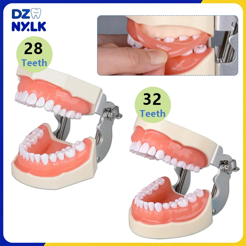 28/32 Teeth Dental Typodont Teeth Model Soft Gum Teaching Model Dental Technician Practice Studying Training Demonstration Model