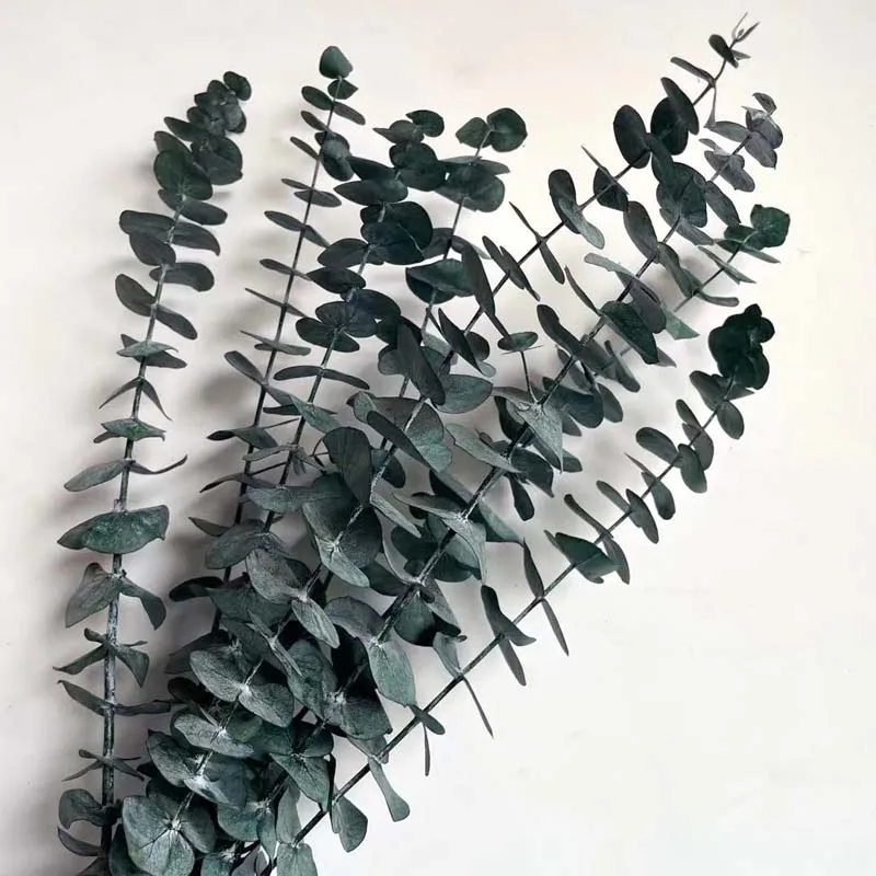 10 Stuks Echte Eucalyptus Bladeren Gedroogde Natuurlijke Verse Voor Altijd Eucalyptus Takken, Droog Geconserveerde Eeuwige Groene Bladeren Voor