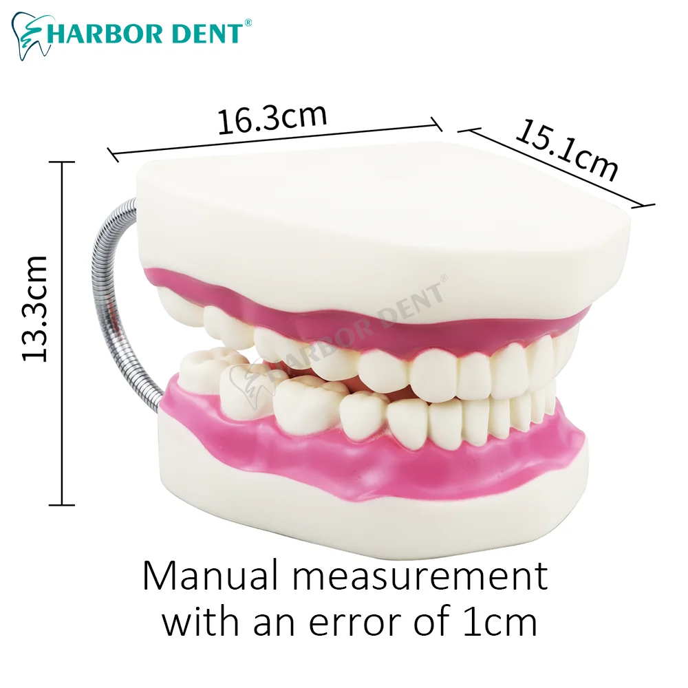 Model zęba narzędzie do nauczania szczoteczki do zębów zaawansowanej edukacji demonstracyjnej