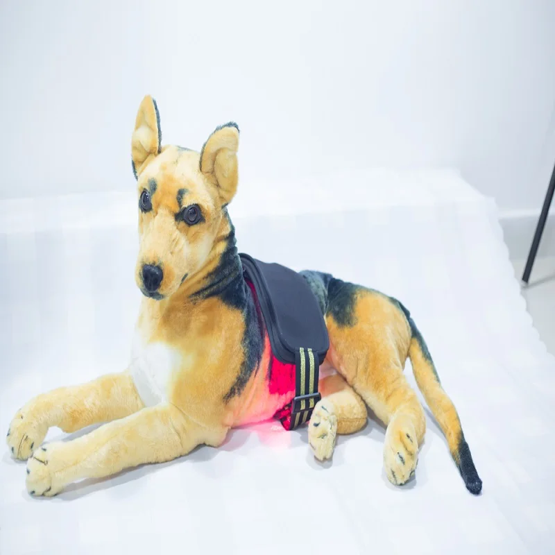 Dispositivo di terapia Laser 650nm 808nm per lesioni sportive artrite speroni del tallone sollievo dal dolore per il cavallo del cane del gatto dell'animale domestico umano