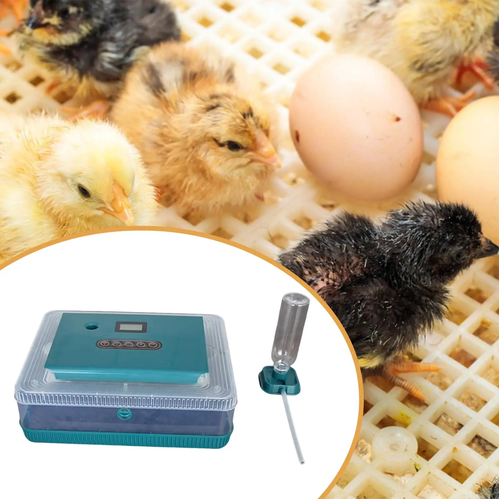 

Инкубатор для яиц с цифровым дисплеем для фермы и домашнего использования, с внешней емкостью для воды, легким контролем, автоматический, для выведения птенцов