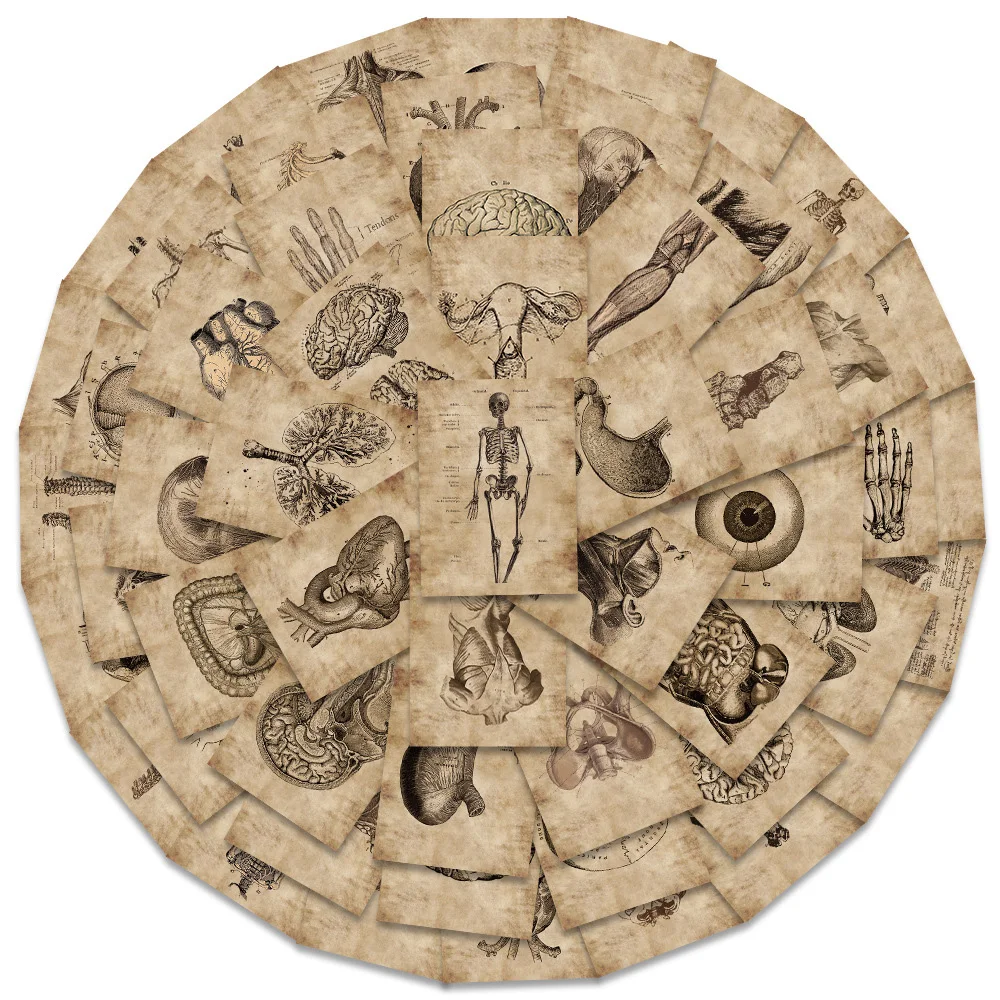 

10/30/56pcs Vintage Human Anatomy Graffiti Stickers Physiology Organ Cartoon Decals Skateboard Phone Luggage Sticker Decoration