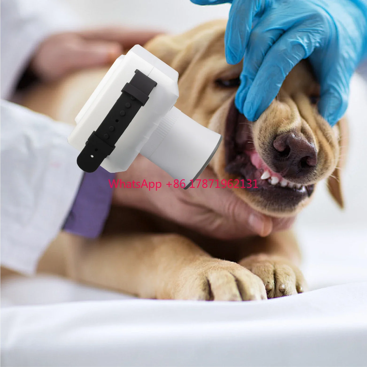 Yonker Radiography Pet Medical Veterinary Frequency Oral Dental X Ray Identification Sensor