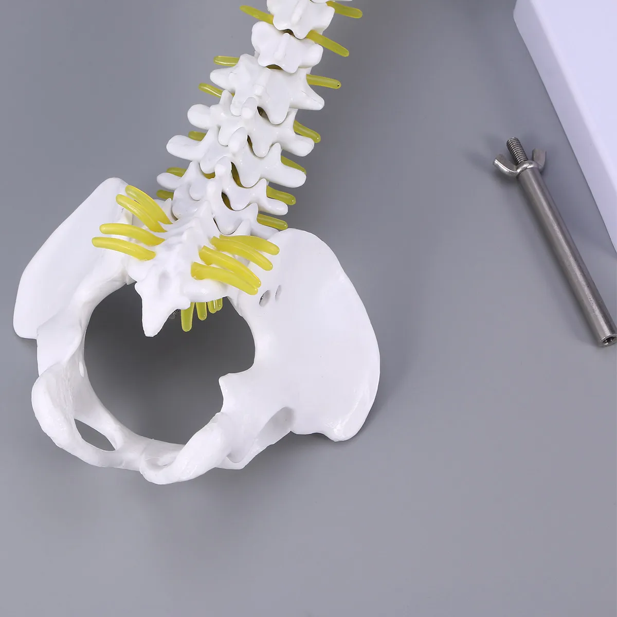 Human Spine PVC Detailed Practicing Tool for Student Nurse Doctor Medical Teaching Spine Training Educational Display